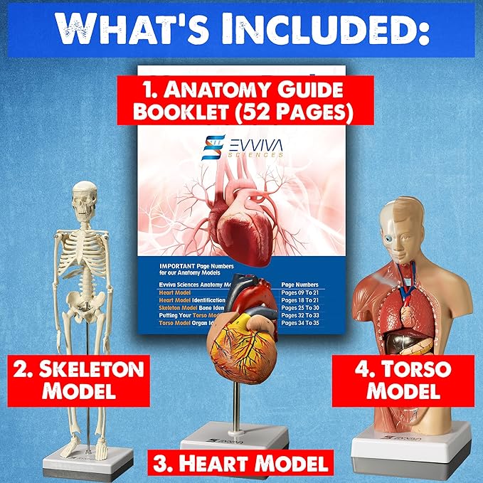 Evviva Sciences Human Heart, Torso, and Skeleton Models - Hands-On 3D Model Study Tools for Anatomy and Physiology Students with Anatomical Guide Booklet, Learning + Educational Kit